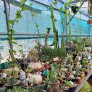 인수다육 이미지