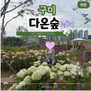 이서시장 | 구미 수국 명소 다온숲 수국 개화 상황 주차 입장료