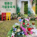 달빛강가 | 장성 황룡강 가을꽃축제 2025 현장 후기 포토존 꽃길열차