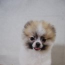 블링펫샾 이미지