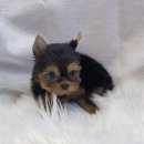 몽냥몽냥 이미지