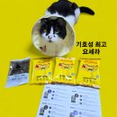 대한사료(주) | [고양이사료 기호성 테스트하기!] 노령묘에게 요세라 급여하기