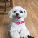 헬로멍멍 이미지