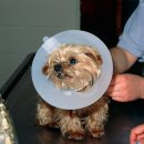 연수동물메디컬센터 이미지