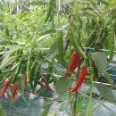 행렬농장 이미지