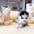 해피애견타운강아지분양서울본점 말티푸 미니비숑프리제 포메 이미지