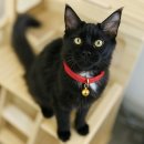 청담고양이 이미지