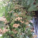 유실수 레드커런트 6주(또는 화이트커런트)포트묘목 과일과 교환 원합니다. . . 이미지