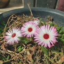 리빙스턴데이지 Livingstone daisy 이미지