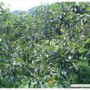 김종철농장 이미지