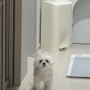 온유동물병원 | 순천 강아지 스케일링 가격, 노견 호흡마취 서면 온유동물병원 후기