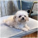 창원강아지분양 고양이분양 도그마루 이미지