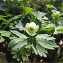 변산부인과의원 | 홀아비바람꽃의 전설