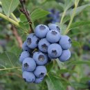 하늘아래첫농장 이미지