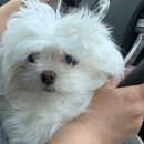 조항일동물병원 이미지