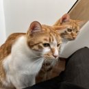 연두민박 이미지