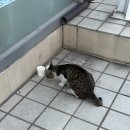 길냥이와 함께하는 이미지