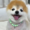 멜로우퍼피 이미지