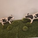 대우목장 이미지