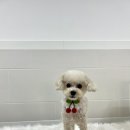 댕댕이 이발소 이미지