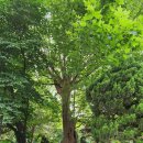 농림축산검역본부(식물검역기술개발센터) | 안양 만안구 구)농림축산검역본부 개방 안내ᆢ주차장 무료 안양세무서 옆