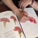 경기광주 이마트 근처 보태니컬아트 수업｜공간서행 목련·카라·카네이션 후기