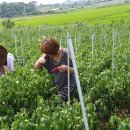 대수농장 이미지