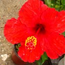 무궁화농장 이미지