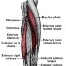 수근신근 및 상완요골근 이미지