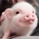 송씨고가식당 이미지