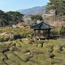한밭제다 | 하동 한밭제다에서 즐긴 따뜻한 차와 매화 꽃놀이 (만지횟집 모듬정식)