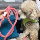 우프루프 이미지