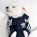 강아지 멋내기 이미지