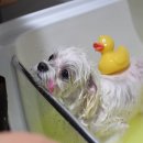 빛나펫살롱 이미지