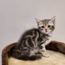 도그마루 강아지고양이 안산점 이미지