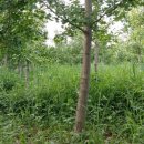 은행나무 농장 이미지