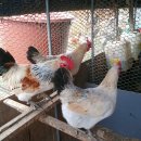 홍보농장 이미지