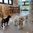 박영재 동물병원 이미지