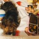 세상 편하개 이미지