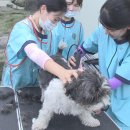 중앙애견 이미지