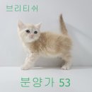 댕댕이냥냥 Daum카페