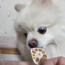 루이 | 도봉동 강아지수제간식 스윗하개 설세트 예약 성공 🐾 루이 리얼후기