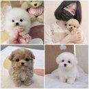 주식회사 퍼피댕 강아지분양 고양이입양 안심분양소 대전본점 | 애견 분양처 직접 가서 보고 판단할 점과 숨겨진 비용 계산법