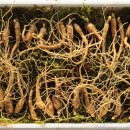 강원도 횡성군 횡성읍 화성로 이미지