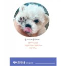 댕블리스 이미지