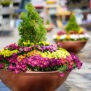 중앙광장 앞 이미지