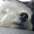 안면애견펜션프리독 이미지