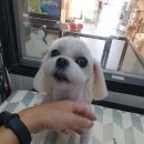 honapet(호나펫) 이미지