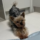 도봉 애견 미용앤호텔 | 도봉구 *예민한 강아지* 미용실 추천 : 새로운 샵에 정착했어요 (비포&amp;애프터)