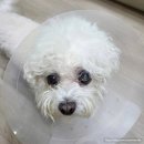 새희망병원 | 강아지 가려움증 알러지 아토피 치료 평생피부과동물병원 6개월 후기 내돈내산